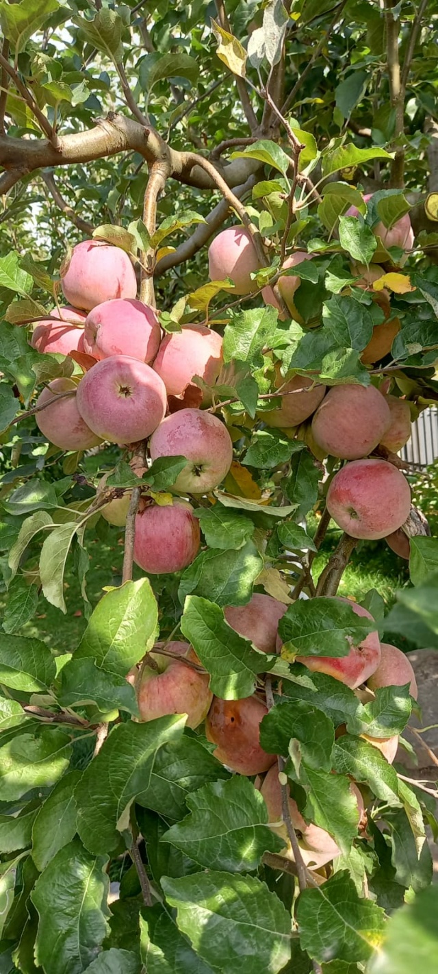 All'ingresso del castello nelle stanze dei cassetti... - Pagina 20 Img-2194