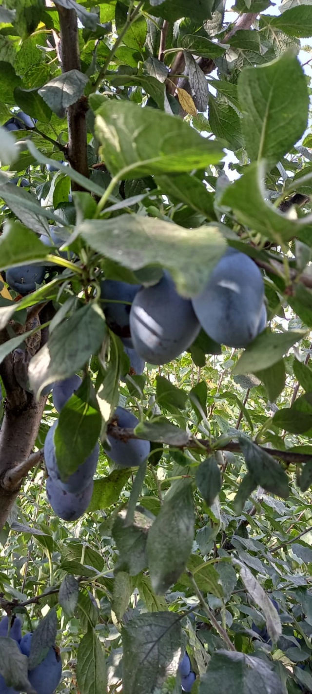 All'ingresso del castello nelle stanze dei cassetti... - Pagina 20 Img-2195